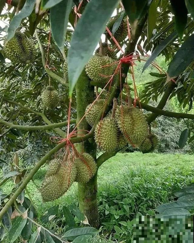 6种植物不按套路生长？你吃的水果，就是这么长出来的！