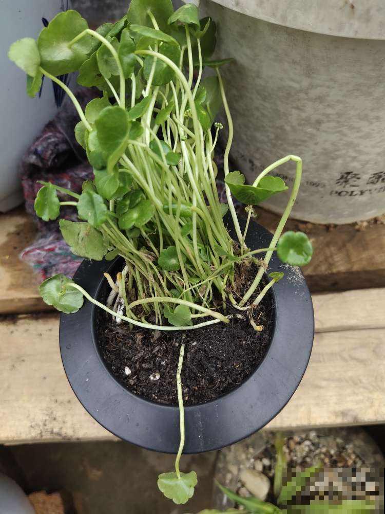 铜钱草过完冬蔫不拉几，剪刀咔嚓来一下，茂盛得密不透风！