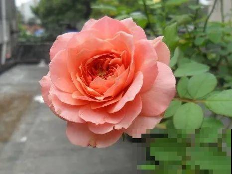 13个月季新品种，长最快、开花多，选它准没错！