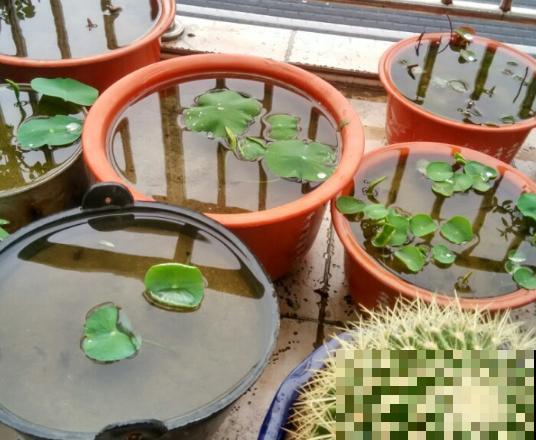 立夏后种一缸碗莲，清凉舒爽，惊艳整个夏天！