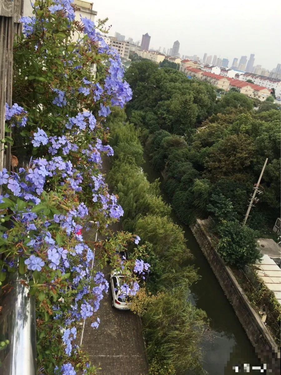 这花春天长最快，俩月爬满一面墙，从3月开到11月！