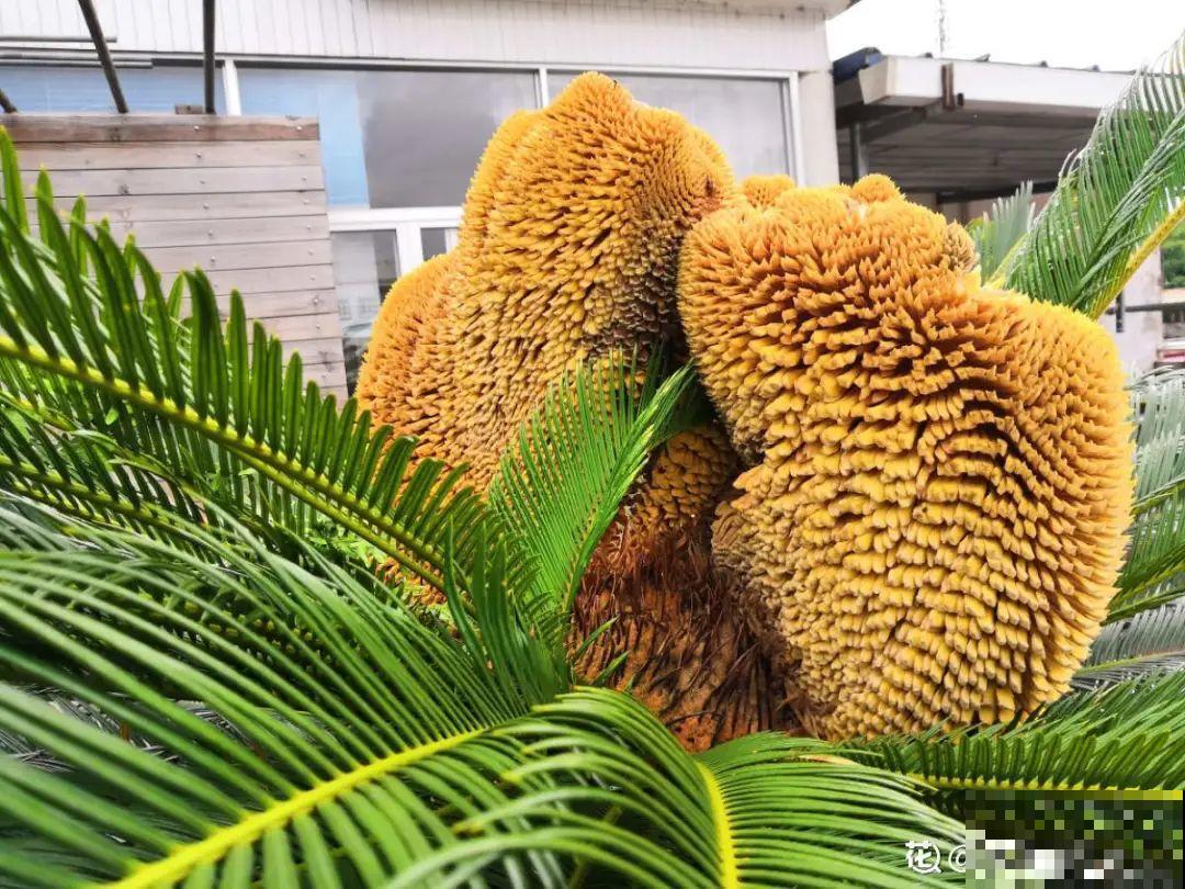 20种有毒花，看见绕道走，千万别去碰！