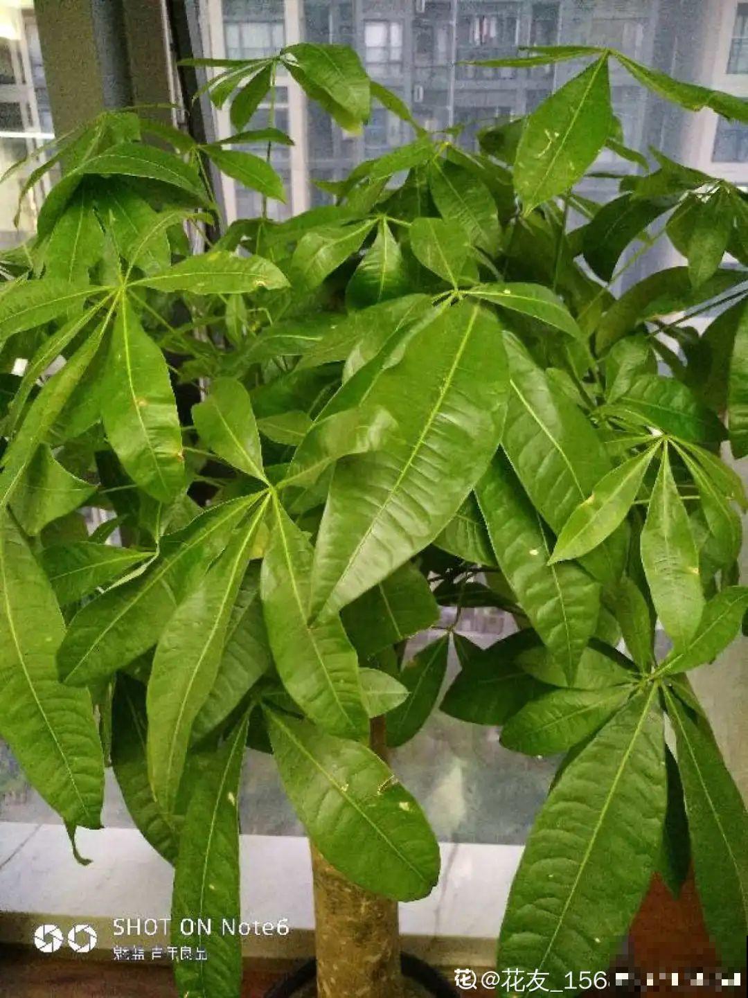 ！爱爬墙的20种花，嗖嗖爬满整面墙，看着心情就好