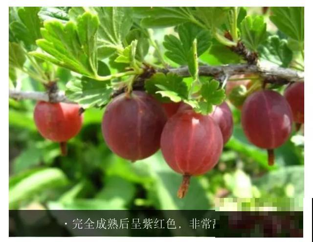 灯笼果全国都能养，耐热又耐寒，一次结果5、6斤！