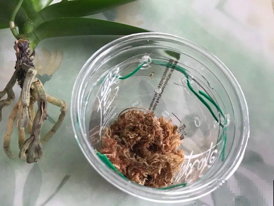 8种花，开完花别急着丢，剪一刀还能继续开