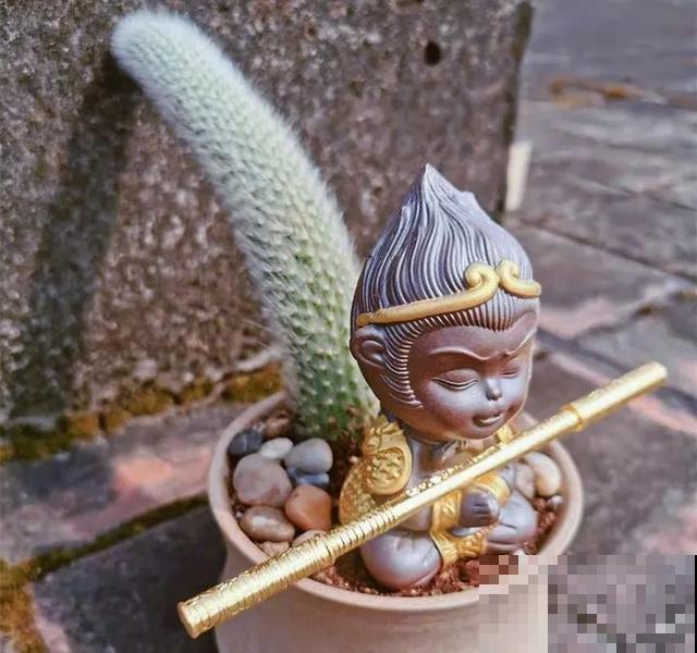 18种小众花，有趣的人都在养，开花绝对惊艳！