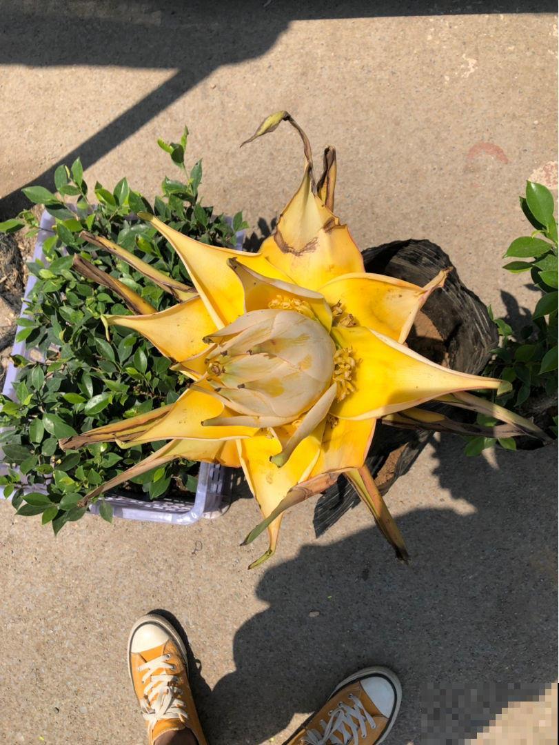 植物名叫地涌金莲，实物比名字还美，太美了！