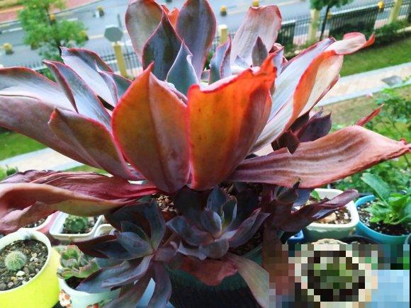 巨型多肉，一颗足有60cm大，摆家里能镇宅！