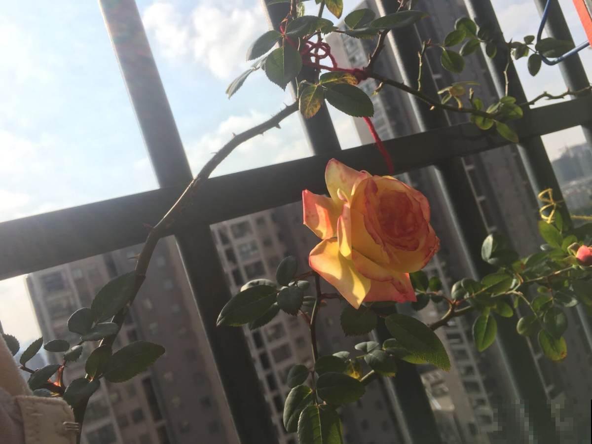 换完盆没几天，植物怎么突发黄叶枯叶？原来是没注意这2点！