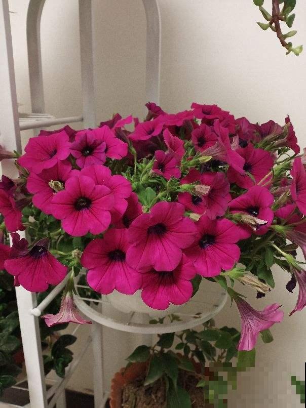 6种花爱吃蚊虫，家里养一盆，小虫子全吃光