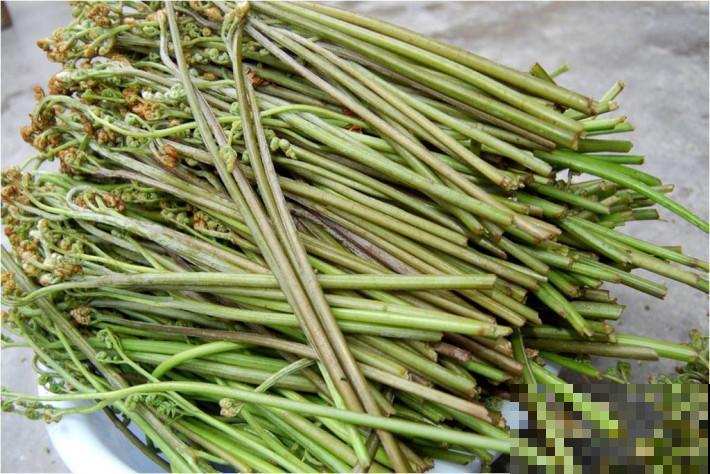 蕨菜好吃更好种，营养丰富滋味美，阳台一长就是一大堆！