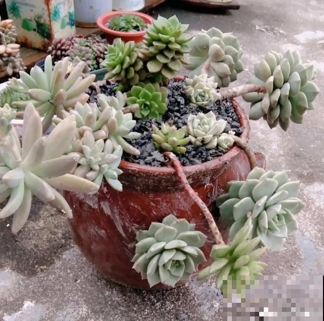 路边捡点它，肥土全搞定，再也不用花钱买