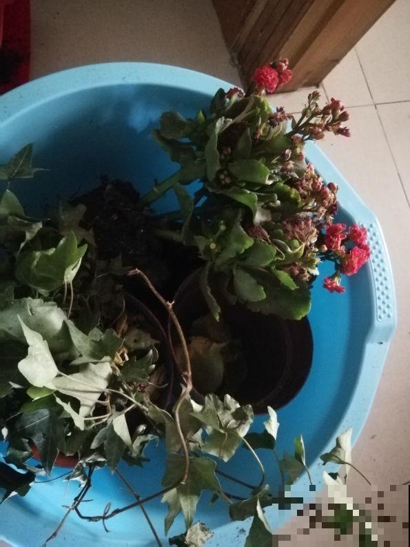 长寿花开完之后记得剪几刀，这样还能再开几波，实在太过瘾了！
