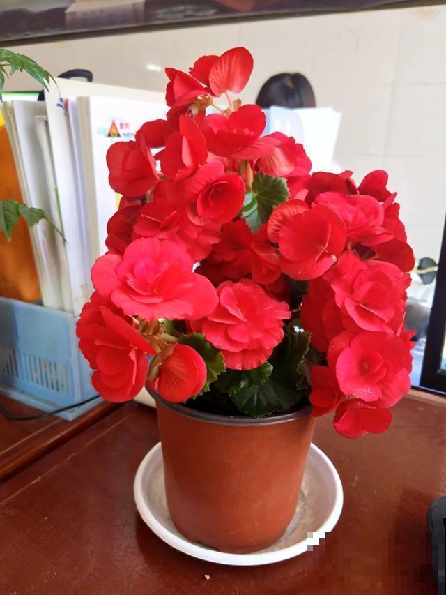 8种超难养的花，买一盆死一盆，真伤心！