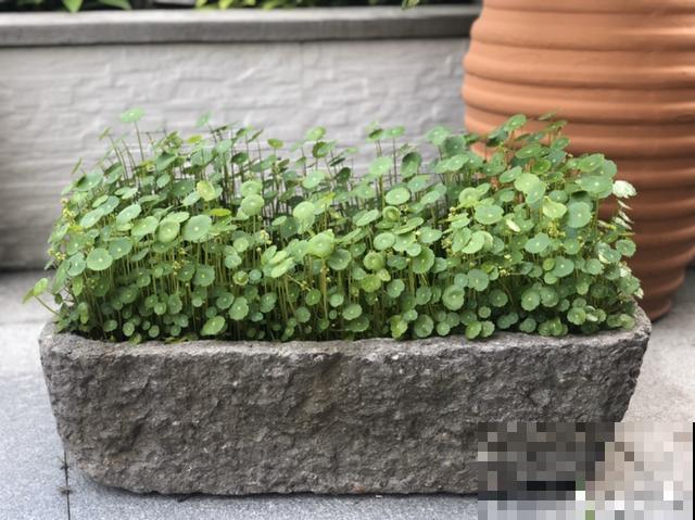 路边捡点它，肥土全搞定，再也不用花钱买