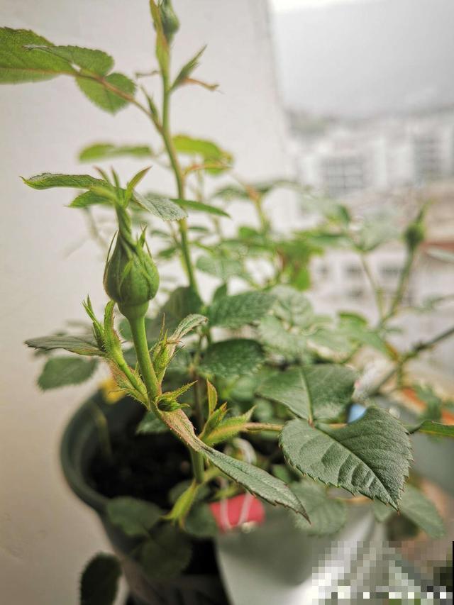 月季出现这种枝，要赶紧剪掉，不然开花会很少！