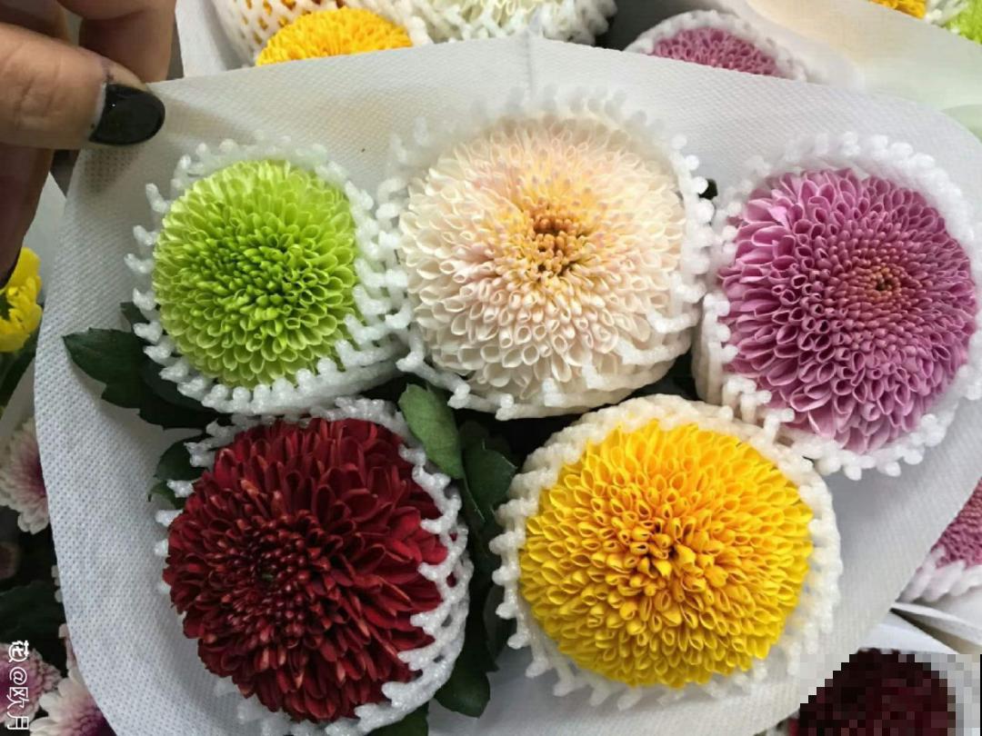能开2个月的花，长的像假花，谁见都要摸一下！