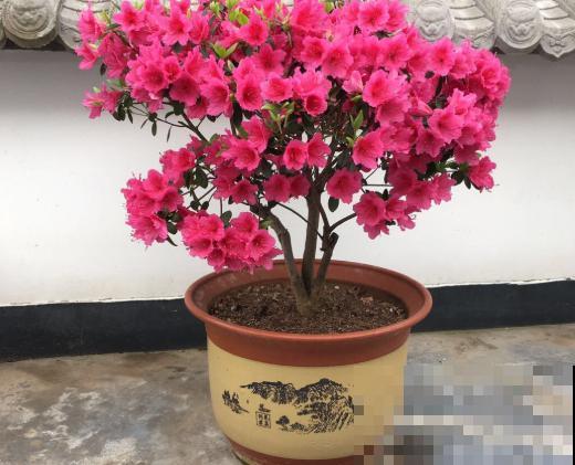 阳台养杜鹃，记住“3不要”，盆盆都能开爆花！