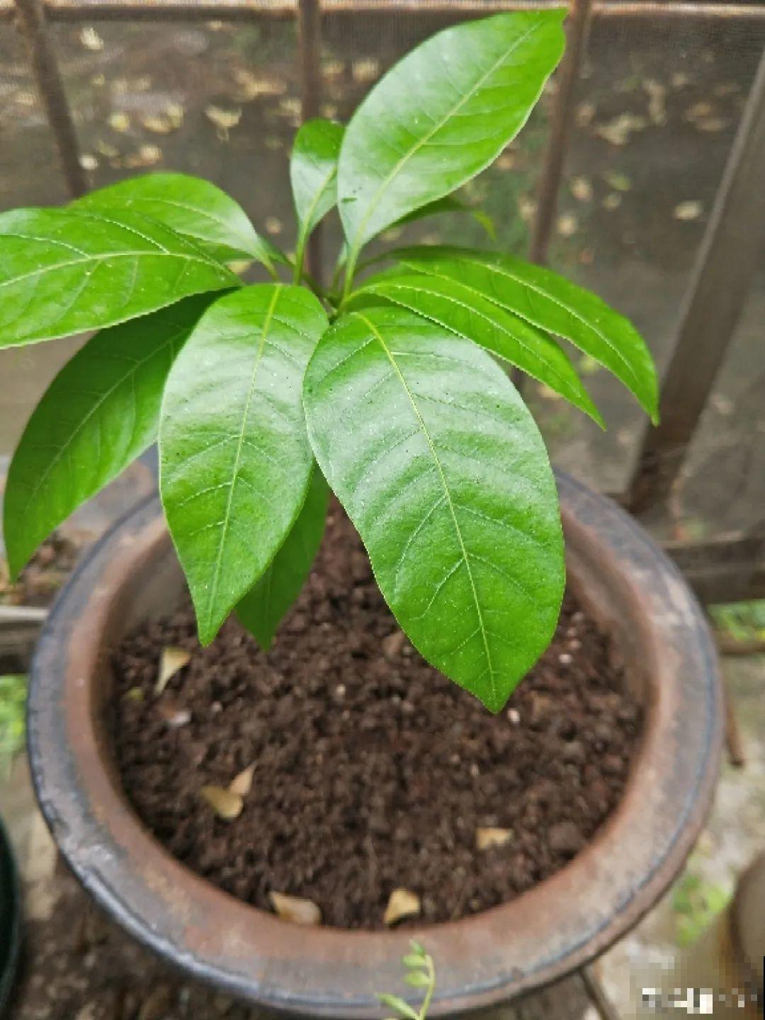 吃剩的菠萝头别扔，剪一剪种土里，结出金黄大菠萝