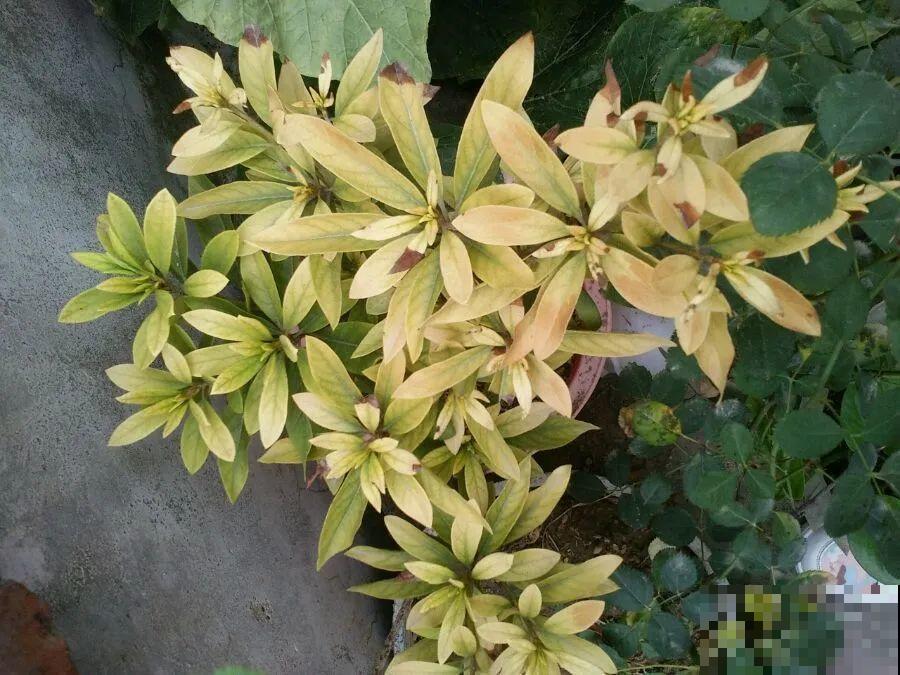 花一到春天就蔫巴，那是浇水浇少了，赶紧补水