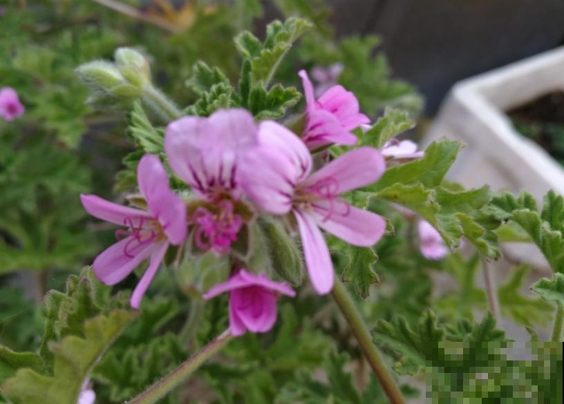 能“吸臭”的4种香香花，摆家里满室飘香，异味去无踪！