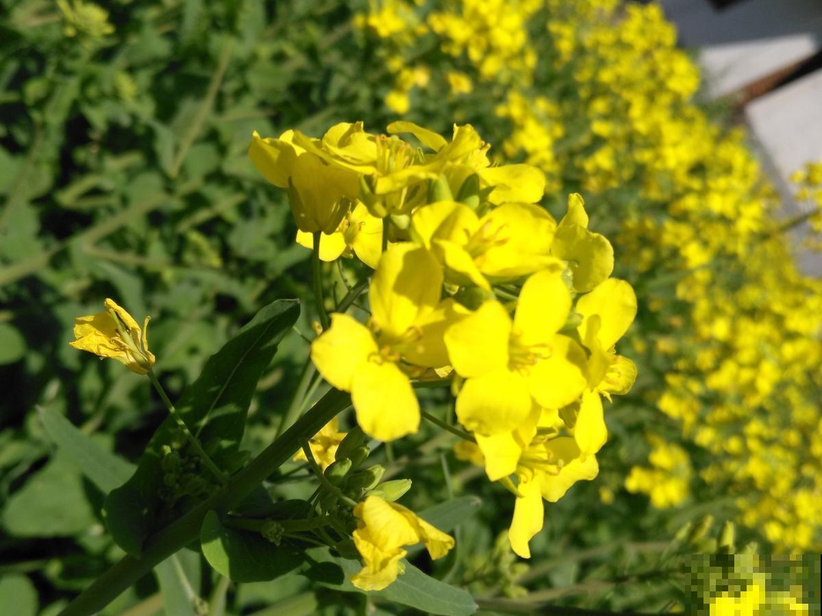 漫山遍野油菜花，到底和油菜有啥关系？原来家里也能赏！