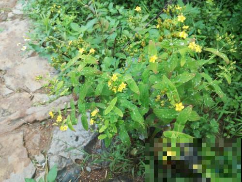 路边一棵野草，叶子长得居然像元宝，捡回家就财源广进！