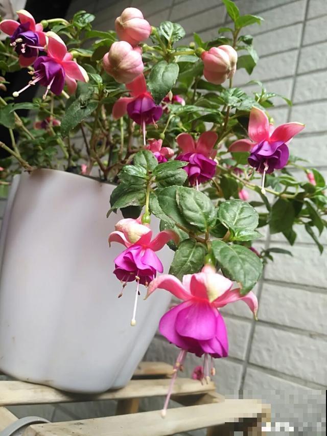 6种花，一定要吊起来养，开花像瀑布，看着真过瘾！