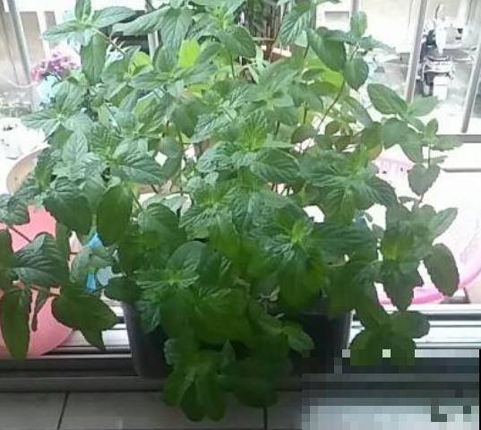 蛋壳最适合养2种花，直接碾碎就能用，大白根又粗又壮！