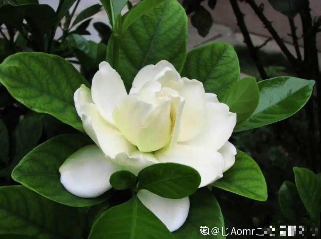 公认难养的6种花，新手慎买，养不活还浪费钱