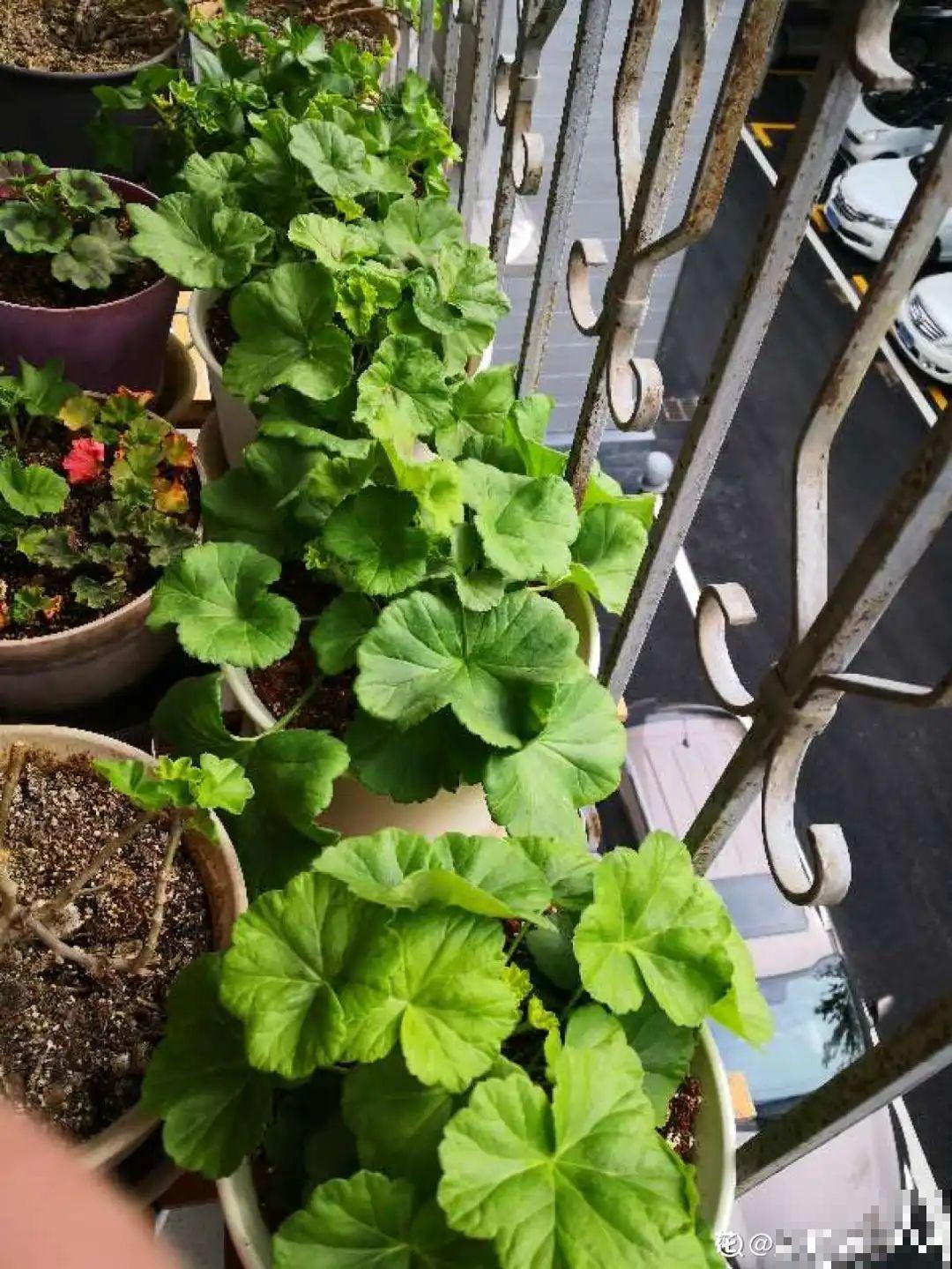 这10种花，天越热越扦插，3天冒出大白根！