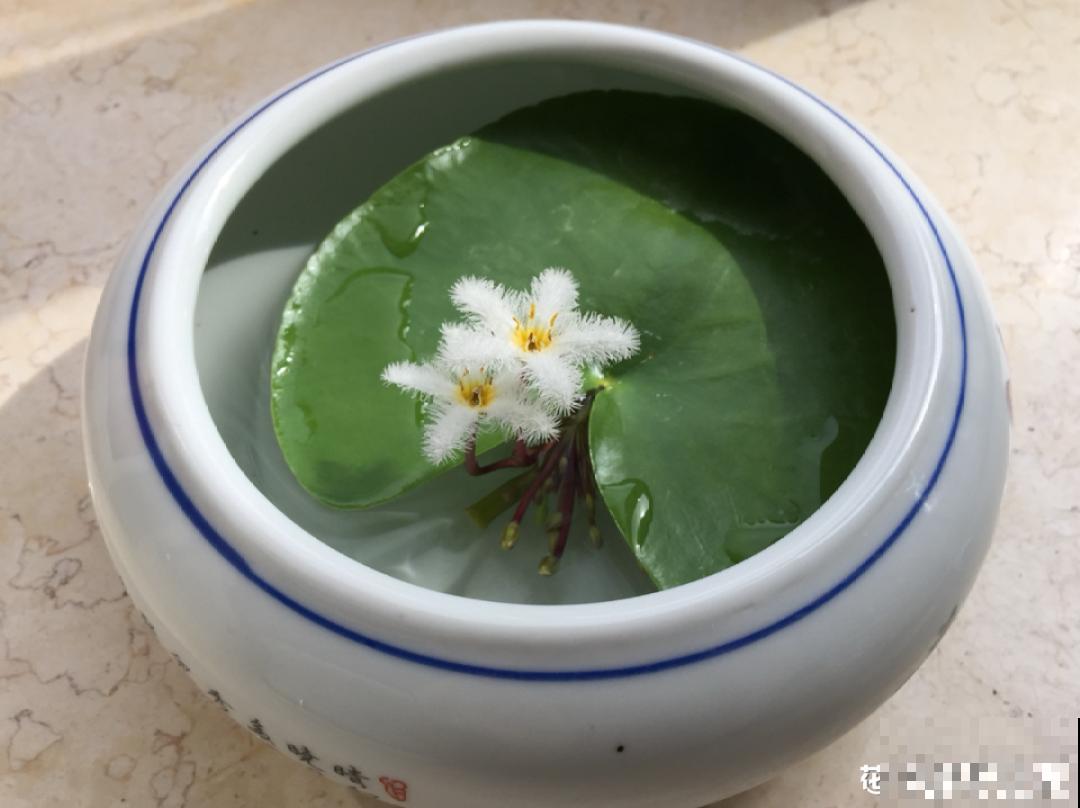 只用水不用土的植物，一片叶子就开花，简直太神奇了！