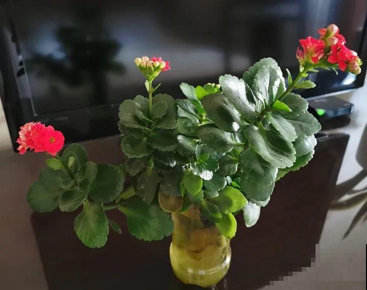 15种花超好活，掰个叉丢水里，自己发芽开出花！