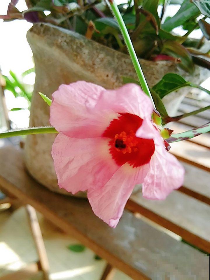 洛神花被称作“植物红宝石”，拿来泡茶酸甜爽口，老人孩子都喜欢