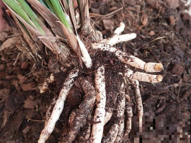6种兰花，一开花香飘满屋，越养越值钱！