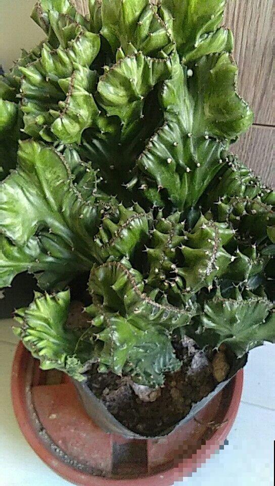 玉麒麟养过吗，晒晒太阳就能窜成大绿球，看着就过瘾！