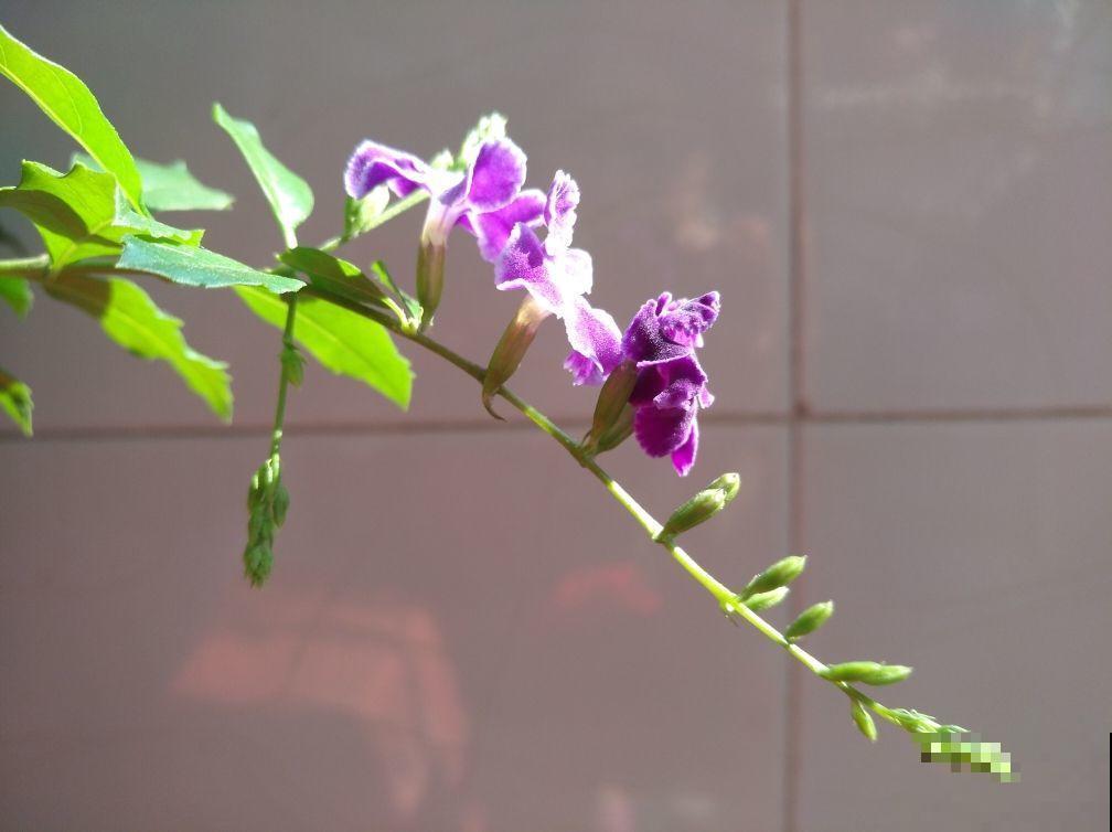 金露花长得很美，这个部位却有毒，想养的要小心！