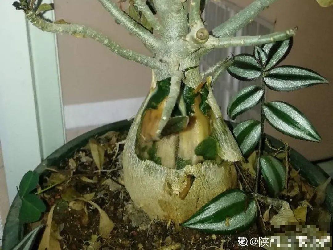 10种耐旱植物，平时少浇水，开花更准时！