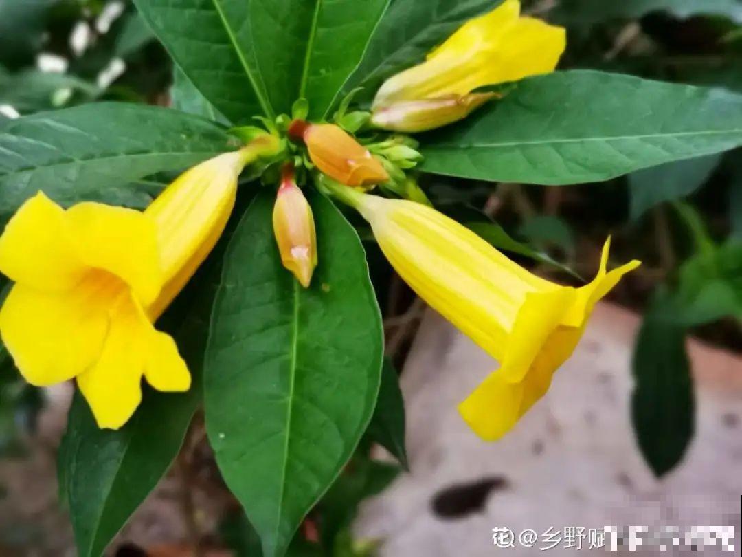 40种小野花，春天开得正美，挖几棵回家，不用买花了！