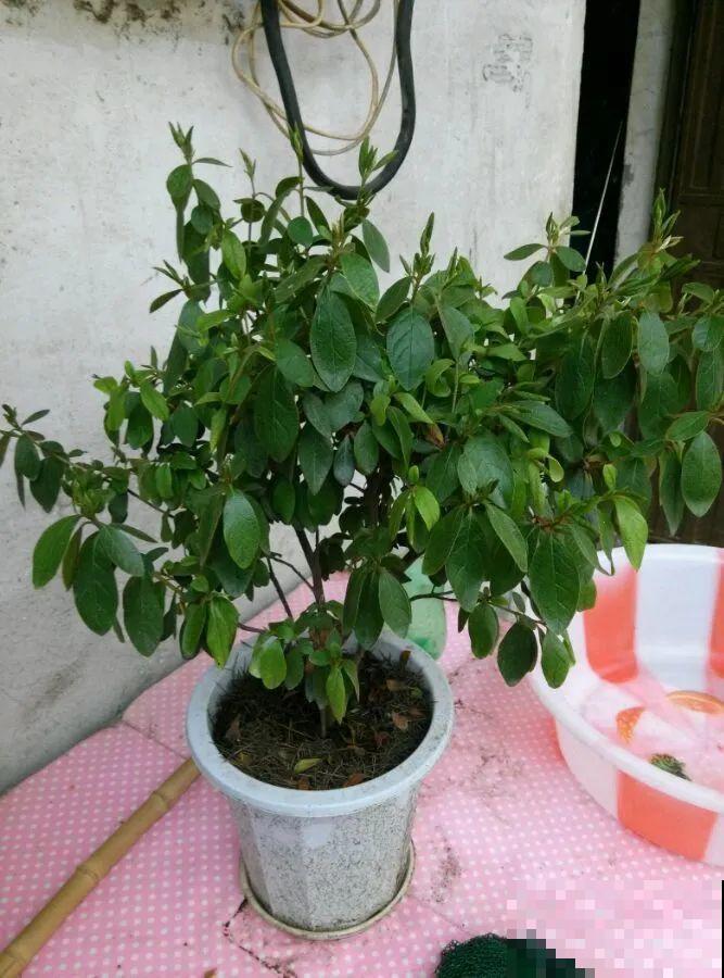 不懂花的人，开完就把花扔了，太可惜，剪一剪还能开！