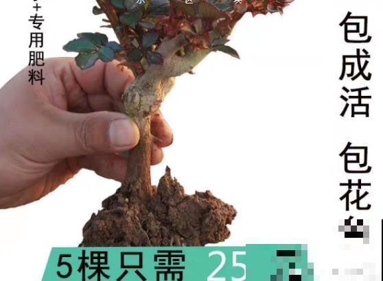 网上买花套路多，这4个陷阱要避开，不然花钱买气受！