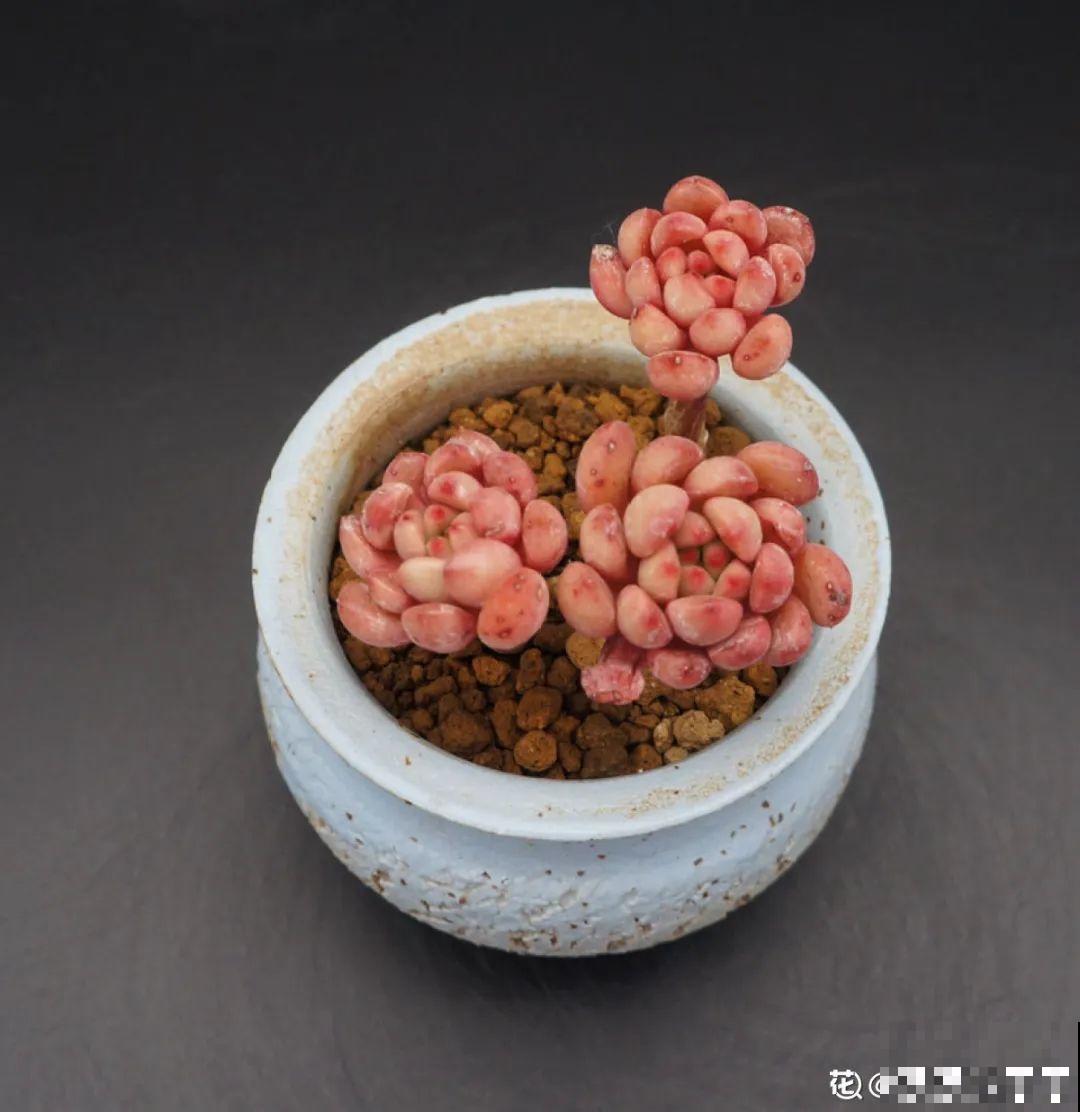10种花，最怕换盆，换完活不过3天！