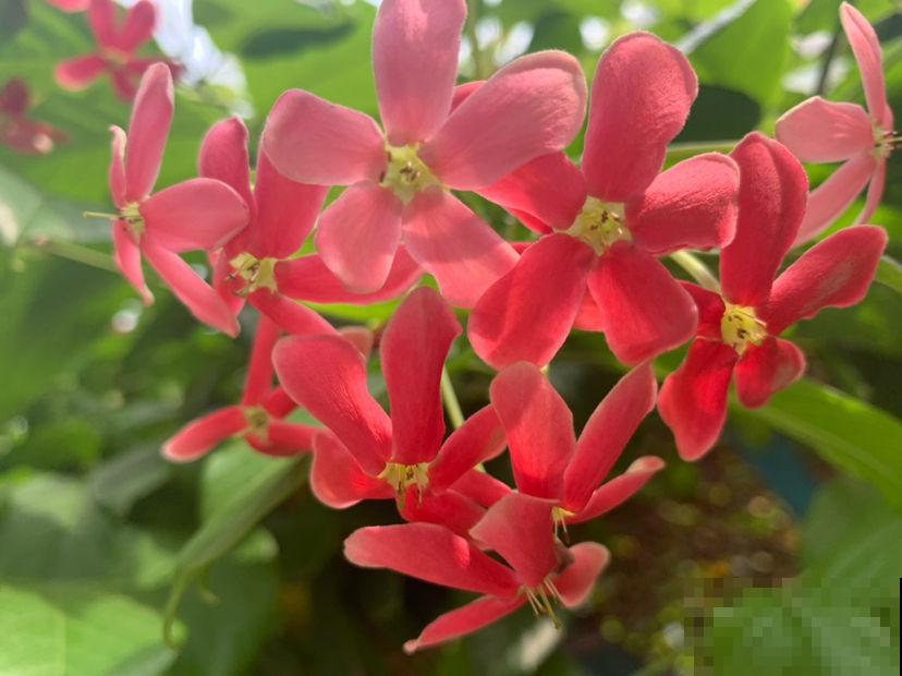 使君子这植物听过吗？绝对是花中美人，一开花倾倒万千花友！