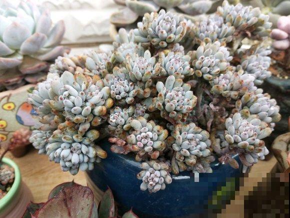 度夏必死的6种多肉，现在不要买，纯粹浪费钱！