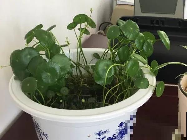 嫌花长得丑，趁现在砍头，满盆都是新叶子！