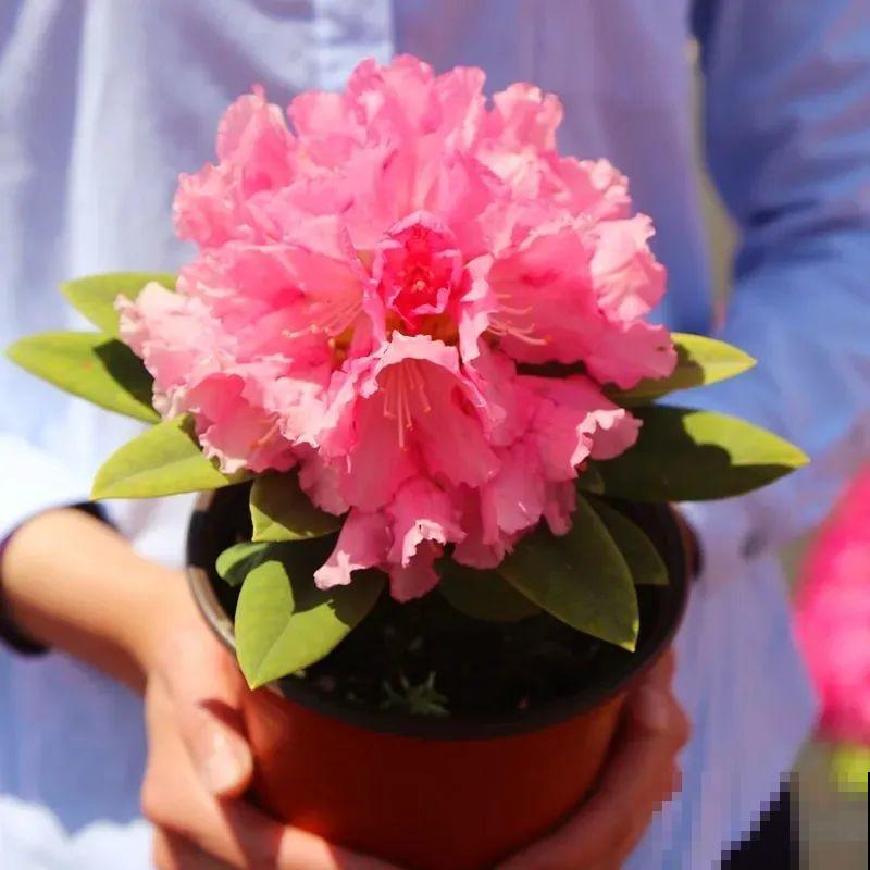 特名贵的杜鹃品种，开花比碗口还大，零下30℃冻不死！