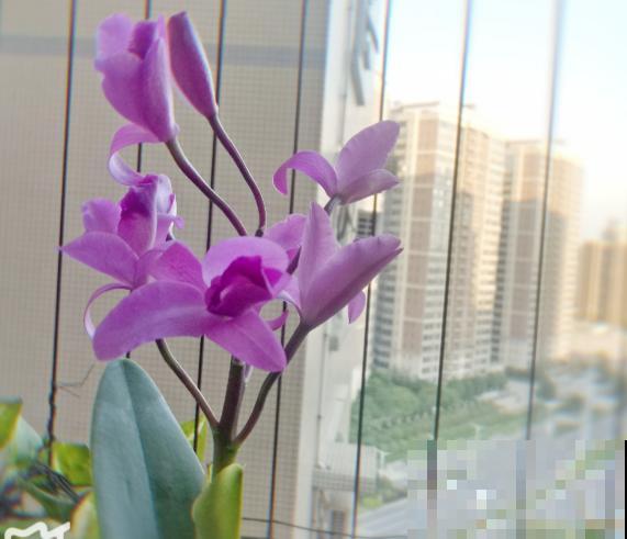 6种珍稀兰花，高贵优雅、价值不凡，见过一种就很厉害了！