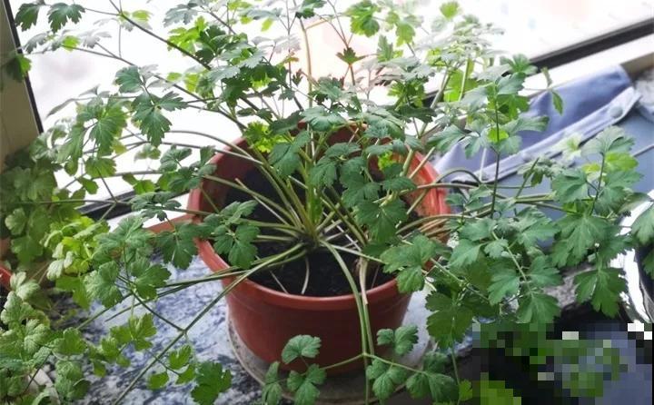 家里养盆香草，掐个叶子还能吃，屋子清香四溢