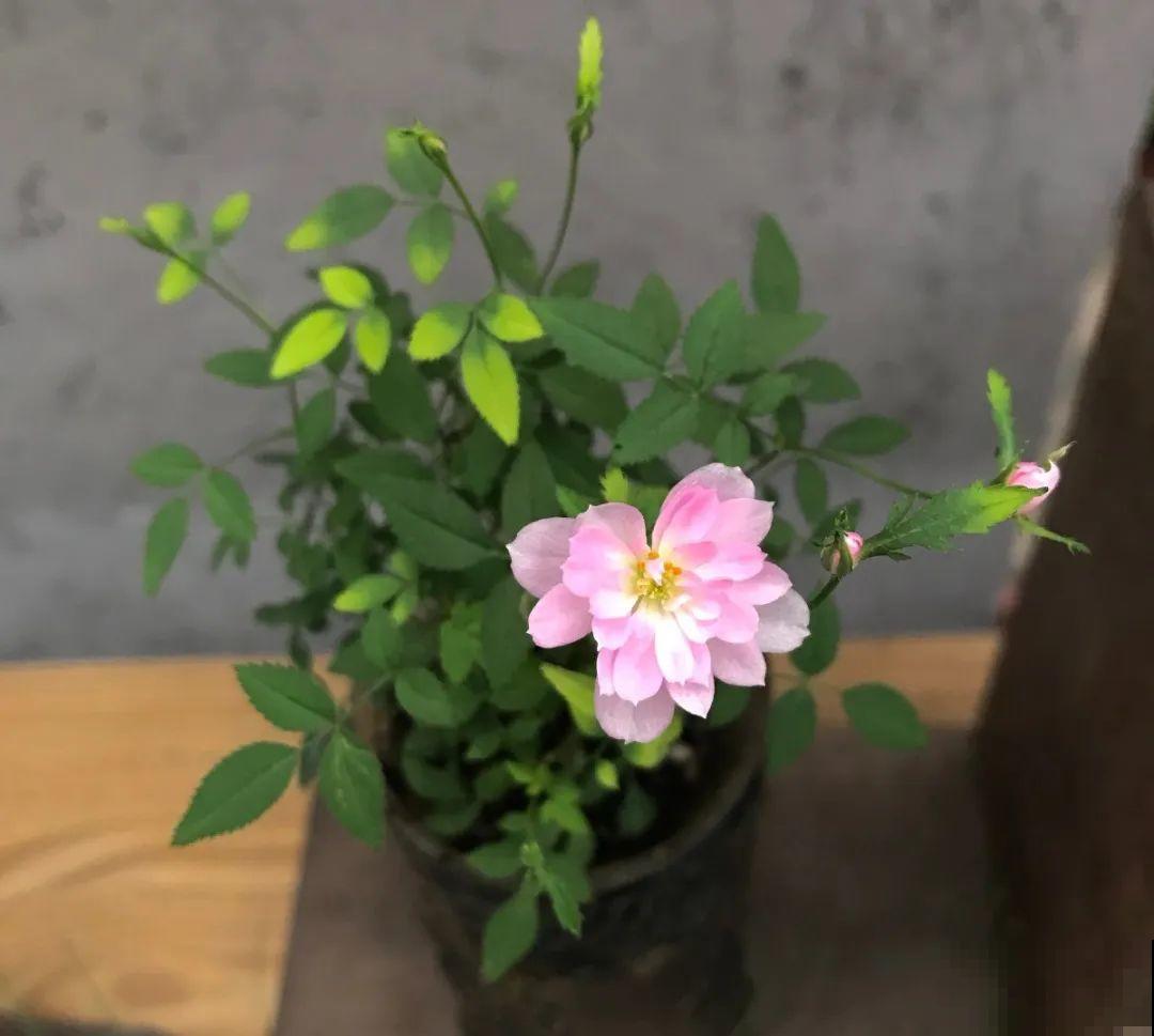 君子兰越小越值钱，养了4年，只有硬币大！