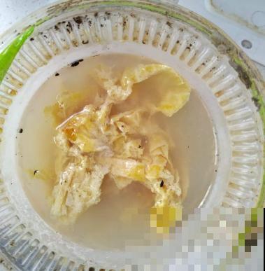 君子兰开成大花球，年年结果一大堆，原来秘诀是吃“废油”？